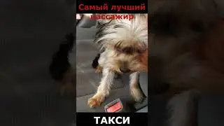 Самый лучший пассажир такси ;-)