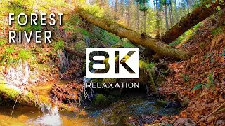 8K Relaxing Stream in The Forest • Nature Relaxation • Water Flow Sounds • Relax/Sleep/Study