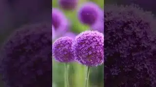 Доброе Утро !!!