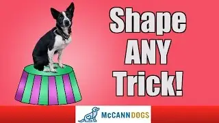 Learn How To Teach The Coolest Dog Tricks Using Shaping