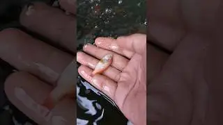 ikan nila gua mati lagi 