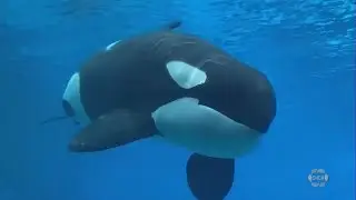 Kiska ‘Loneliest Whale in the World’ dies at Marineland