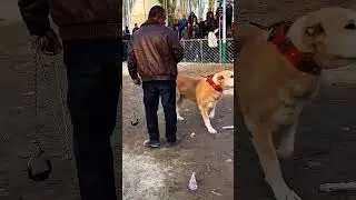 Danger Dog Fight ⚠️🐕‍🦺 #fight #dogaggression #shorts