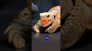 Tortoise 🐢