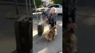 Как шпиц Брюс встретил меня в Калининграде