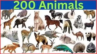 Animals Around the world || 200 Animals Around the World