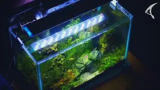 Short 4k Planted Aquarium Relaxing Movie || AQUARIST WORLD