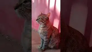 GATO SÉRIO 