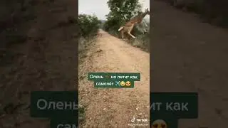 олень бежал и взлетел 