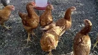 ФОКСИ ЧИК. ЦЫПЛЯТАМ ПОЛТОРА МЕСЯЦА.  Содержание в вольере