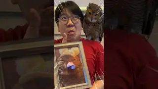 Ouch!! But Bibib save my life!! #animals #funnyvideo #cute #funny #owl #pets #cuteanimals #funnypets