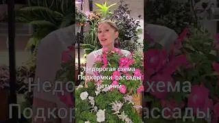 Недорогая схема подкормки рассады петунии 