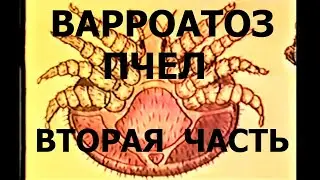 Варроатоз пчел. Зоотехнические методы борьбы с инвазией