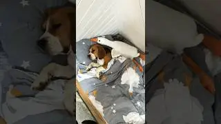 Я не ленивый-это генетика 😂😆