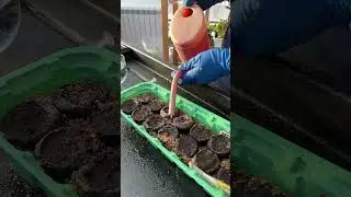 Как поливать мелкие всходы?