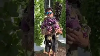 С такой фермой магазины больше не нужны