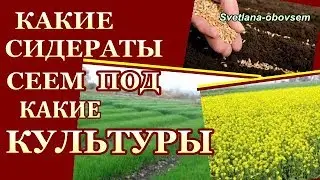 КАКИЕ СИДЕРАТЫ ПОД КАКИЕ ОВОЩИ НАДО СЕЯТЬ ОСЕНЬЮ .СИДЕРАТЫ от кислотности почвы от вредителей
