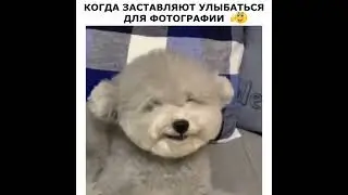 Когда заставляют улыбнуться)