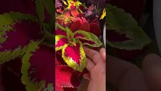 С такими листьями и цветов не надо! | 
