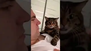 Ревнивый котик