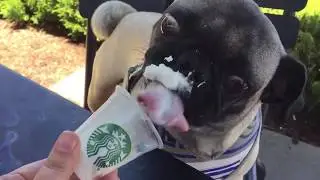 Pugs First Puppuccino