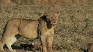 Three Poachers Eaten By Lions After Trying To Hunt Rhinos In Game Reserve