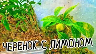 СУПЕР лимон Юза! Как ПРАВИЛЬНО делать пересадку черенков после укоренения во МХУ! Где корневая шейка