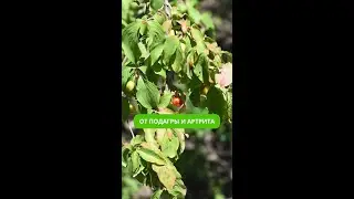 От подагры и артрита