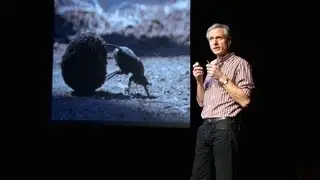 The dance of the dung beetle - Marcus Byrne