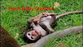 Baby Monkey Cry Very Loudly,Baby Daniel​a Lost Mom Cry Loudly,Pity Baby Monkey Daniela Cry