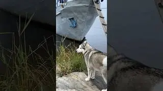 Can This Dog Learn To Climb A Ladder?