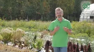 Чабер и чабрец. В чем разница?