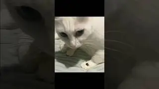 Как нужно давать лекарство котику 🤣