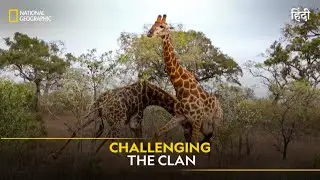 Challenging the Clan | Animal Fight Club | हिन्दी | Full Episode | S4 - E1 | National Geographic