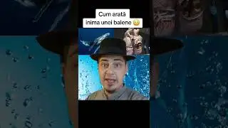CUM ARATĂ INIMA UNEI BALENE 😳