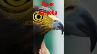 крик ястреба 