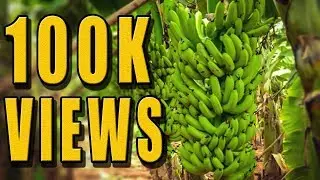Tando Soomro │ Dilber Khan Nizamani │ Banana Farm