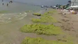 Жуткое зловоние в Одессе срывает курортный сезон: вода мутная и зеленая