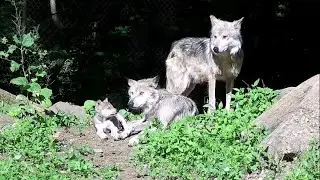 Quiet Family Moments with Kazoo the Endangered Wolf Pup