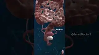 Women's Internal Anatomy | like you've never seen it before. ♀️