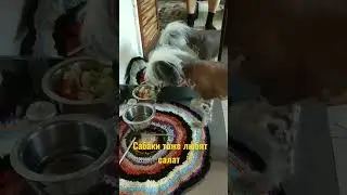 Собака тоже любит салат )))