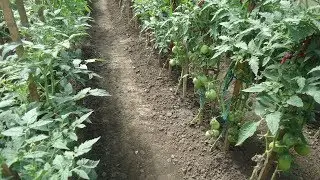 КАК ПОДПИСАТЬ ТОМАТЫ ПРИ ВЫСАДКЕ В ГРУНТ? Ольга Чернова.