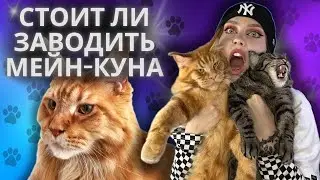 МЕЙН-КУН: ОНО ВАМ НАДО❓| ПЛЮСЫ И МИНУСЫ ПОРОДЫ