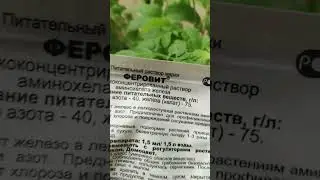 Пожелтели макушки у рассады томатов. Хлороз. Переизбыток фосфора.Недостаток железа.