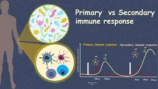 Primary and secondary Immune response