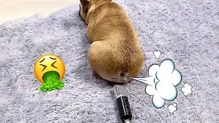 Dogs Reacting To Farts💩 - Funniest Cats And Dogs Videos 😺😍