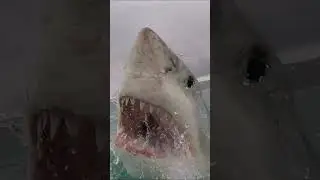Fish or SUPERHEROES?! Did you know Sharks have superpowers? 