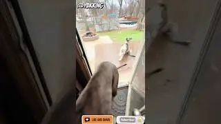 Bro The First Two Dogs Was Silly Asl!!!🤣😭