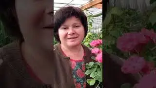 Обрезка пеларгоний осенью. Ссылка🔗 в комментариях! #аннапирматова #пеларгонии