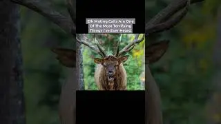 Terrifying Sounds Made By Animals #shorts #trending